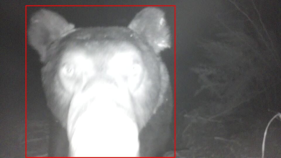 Close bear observation from a prototype Sentinel camera