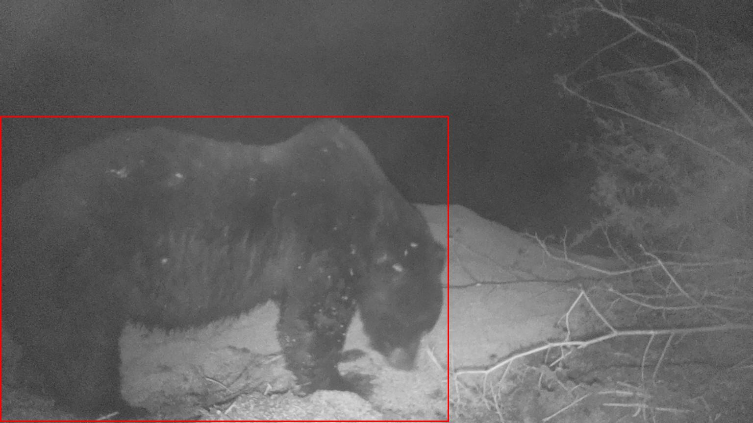 Bear detected at night by a prototype Sentinel camera