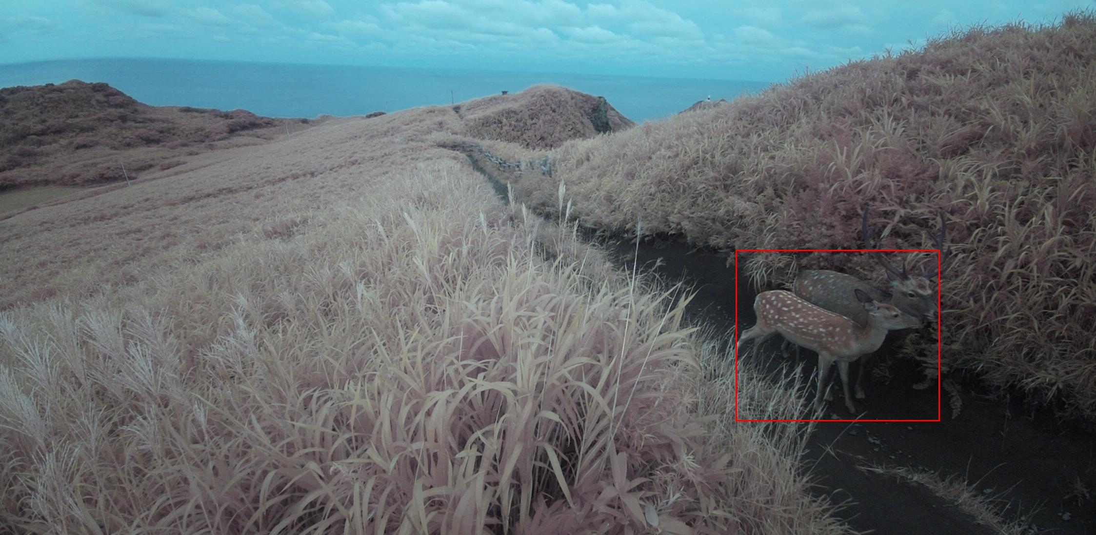 Two deer detected by a Sentinel field camera